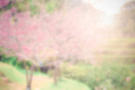 Abstract blur and soft Pink sakura backgroundの写真素材