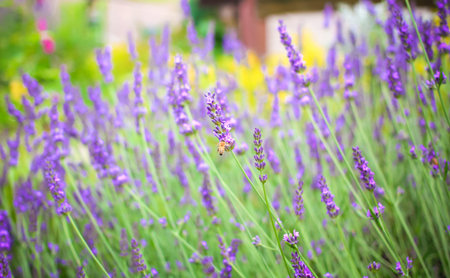 Lavender field in Japan