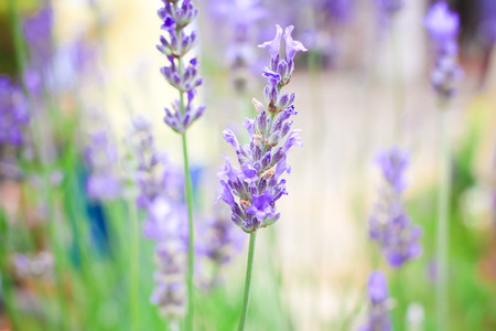 Lavender field in Japanの写真素材