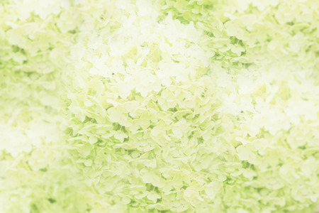 Abstract Blur style of green Hydrangea flower bed backgroundの写真素材