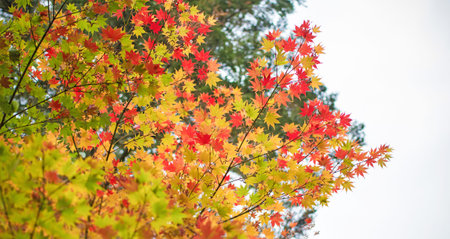 Color change of autumn leave in Japan for background