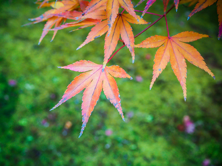 Orange and yellow maple autumn leave in Japanの写真素材