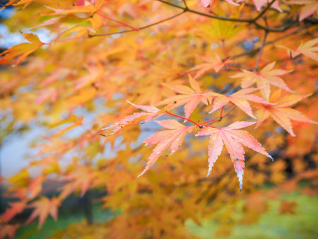 Orange and yellow maple autumn leave with selective focus in Japan
