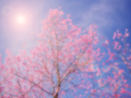 Abstract sof and blur pink sakura for backgroundの写真素材