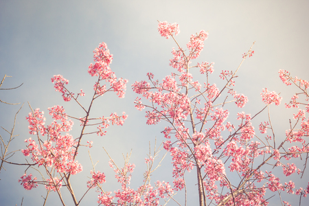 Vintage fillter of Sakura cherry blossom in spring seasonの写真素材