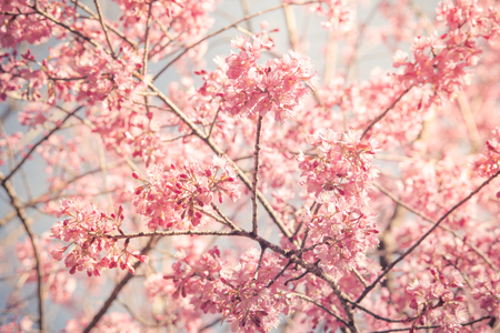 Vintage fillter of Sakura cherry blossom in spring seasonの写真素材
