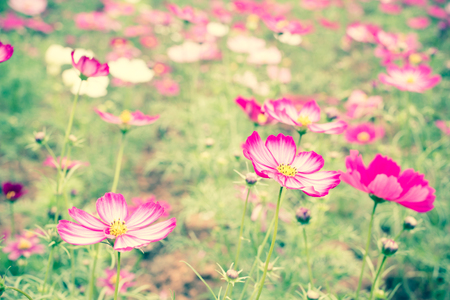 Pink cosmos flower field with vintage fillterの写真素材