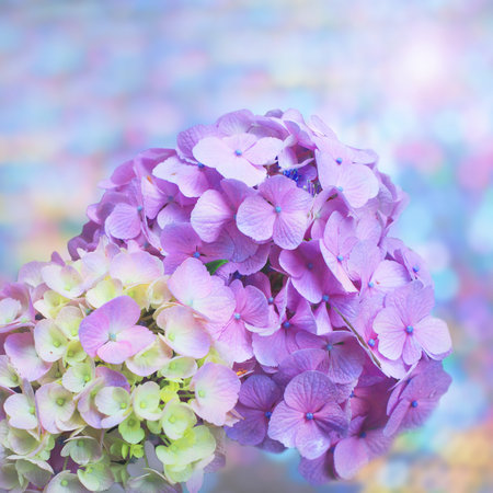 Abstract vilolet and blue Hydrangea flower bacground