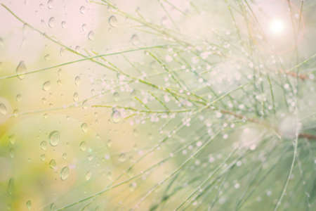 Green natural pine in rainy season abstract backgroundの写真素材