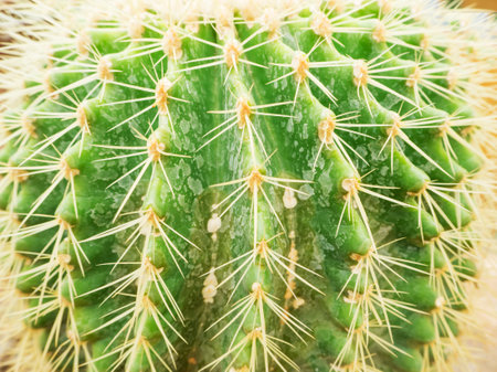 Golden ball cactus texture for background