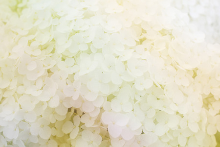 Blur and soft White hydrangea texture for backgroundの写真素材