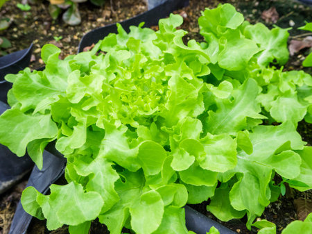 Hydroponic green oak leaf lettuce vegetables plantation