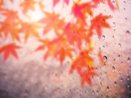 Abstract raindrop on autumn leave natural backgroundの写真素材