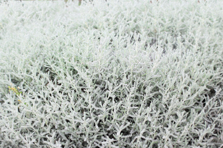 White plant patterns for background with selective focusの写真素材