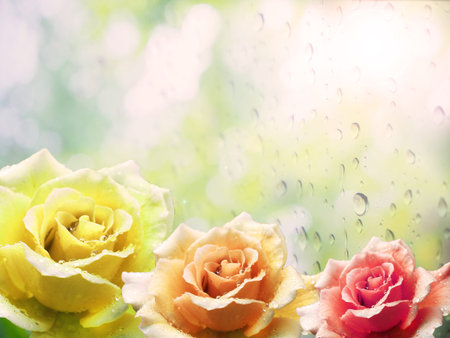 Colorful of rose with natural backdropの写真素材