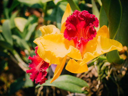 A beautiful Thai orchidの写真素材