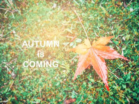 Single maple leaf- autumn vintage backgroundの写真素材