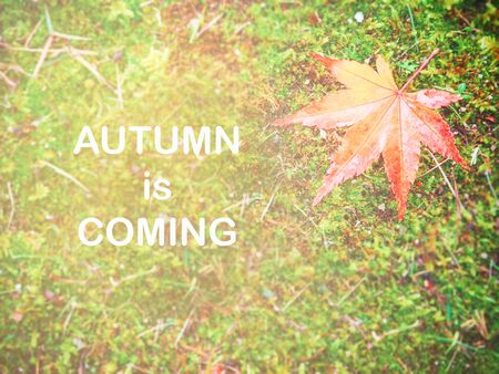 Single maple leaf- autumn vintage backgroundの写真素材