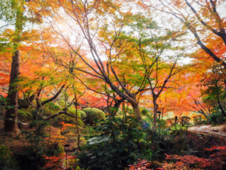 Abstract autumn forest blur background in Japanの写真素材