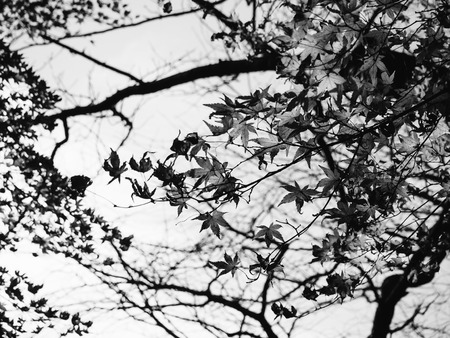 Black and white maple autumn leave for backgroundの写真素材
