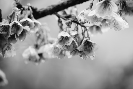 Monochrome (black and white) Thai cherry blossom (sakura) in Thailandの写真素材