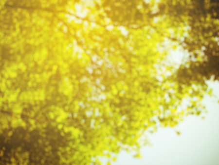Abstract gold autumn yellow leave blur backgroundの写真素材