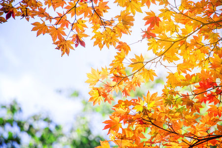 Blur vivid autumn natural background in Japan
