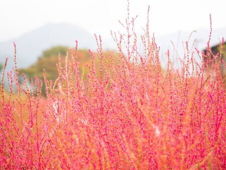 Close up of kochias plant in autumn at Kawaguchiko lake , Yamanashi prefecture , Japanの写真素材
