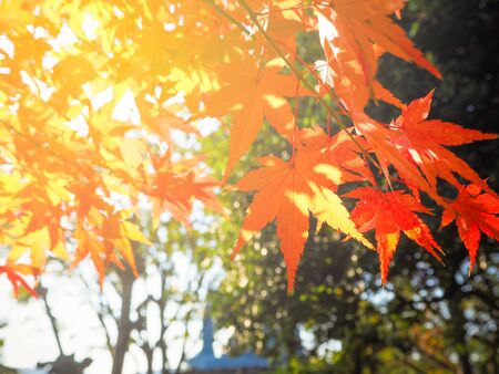 Red Japanese Maple leave in autumn for backgroundの写真素材