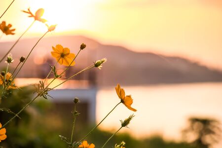 Abstract blur of Landscape sunset view at the river with cosmos flower for backgroundの写真素材