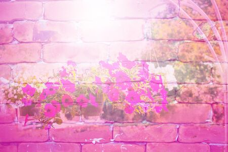 Abstract pink flower on brick wall for backgroundの写真素材