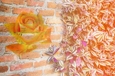 Abstract rose on the brick wallpaper in vintage styleの写真素材
