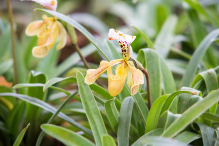 lady slipper Thai orchid in garden in Chiangmai,Thailand