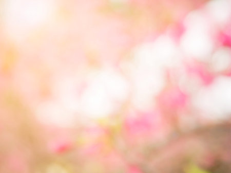 Abstract blur and soft sweet pink cherry blossom background