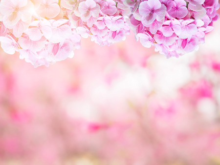 Abstract designed sweet pink background of hydrangea flowerの写真素材