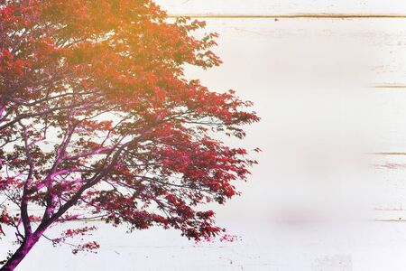 Abstract red tree on wooden wall with copyspace for textの写真素材