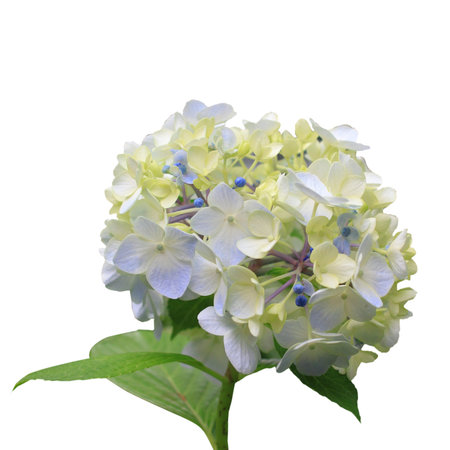 Blue hydrangea flower isolation on white backgroundの写真素材