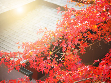 Autumn natural background in the park in Saga, Japan