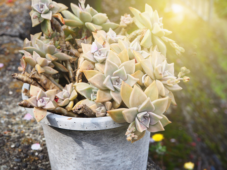Crassulaceae Kalanchoe plant in the pot decoration in gardenの写真素材