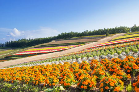 Colorful of flower bed on hill in summer at Biei, Hokkaido, Japanの写真素材