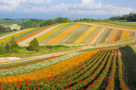 Colorful of flower bed on hill in summer at Biei, Hokkaido, Japanの写真素材