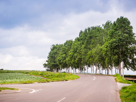 Landscape of big tree and green field with road in Biei, Hokkaidoの写真素材