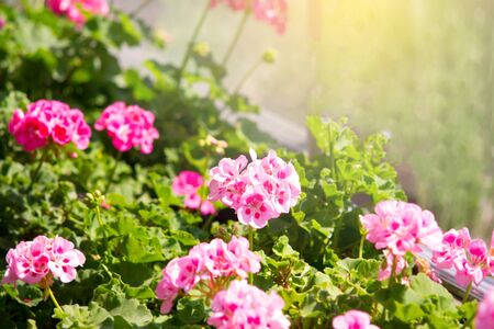 Abstract blur and soft of pink flower in the garden for backgroundの写真素材