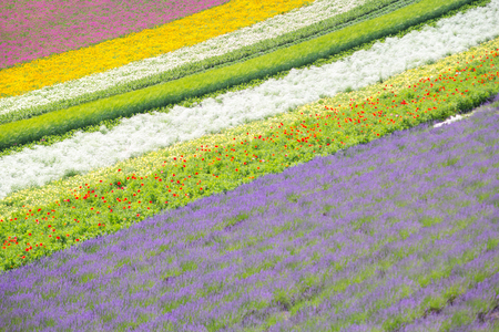 Colorful of flower bed on hill in summer of Furano, Hokkaido, Japanの写真素材