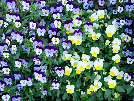 Blue and white pansy flower for backgroundの写真素材