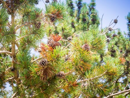 Pine tree with cone in the forest, Japanの写真素材