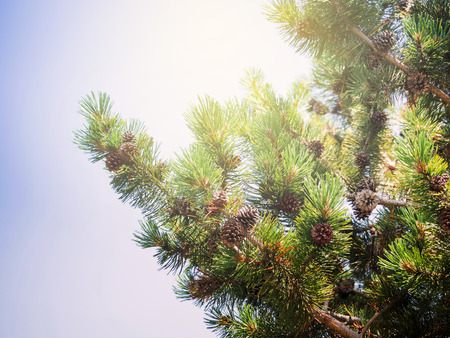 Pine tree with cone in the forest, Japanの写真素材
