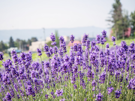 Abstract blur and soft of Lavender field in summer of Japanの写真素材