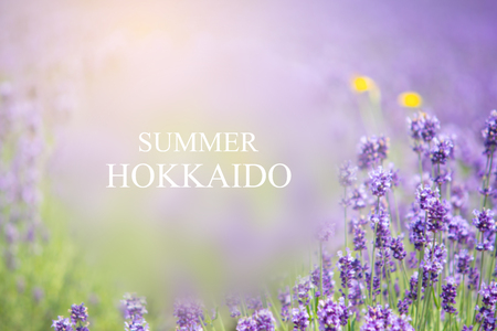Abstract natural background of summer in Hokkaidoの写真素材
