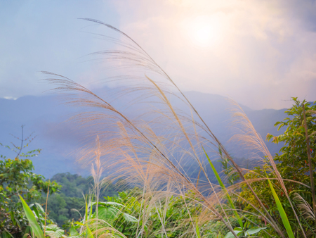 Abstract soft and blur of grass and mountain view for backgroundの写真素材